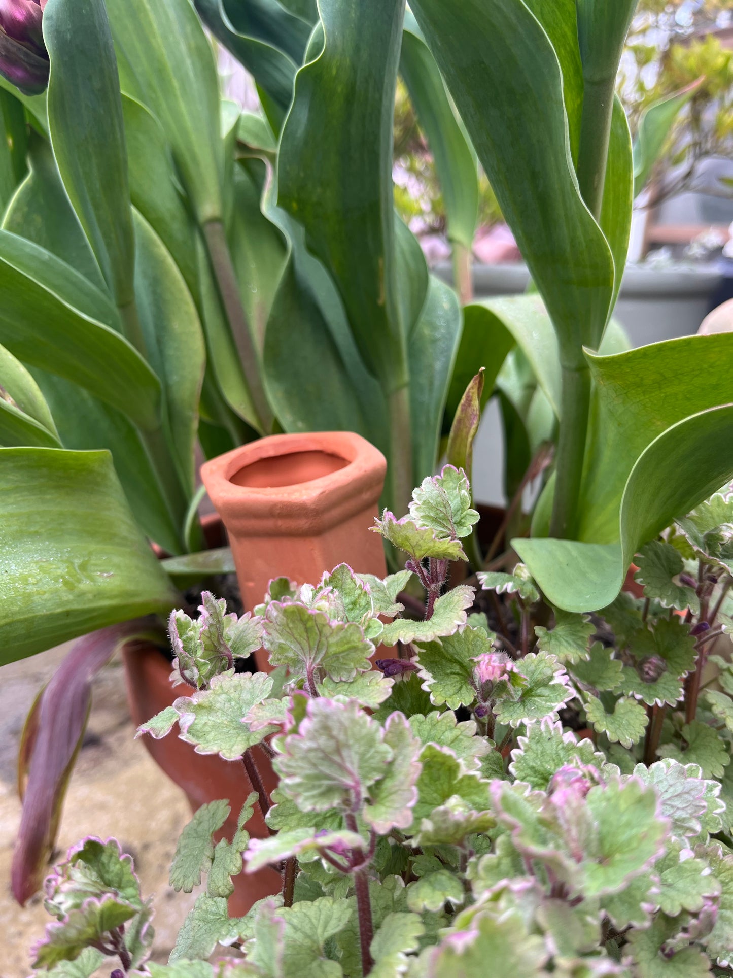 Terracotta Watering Spike