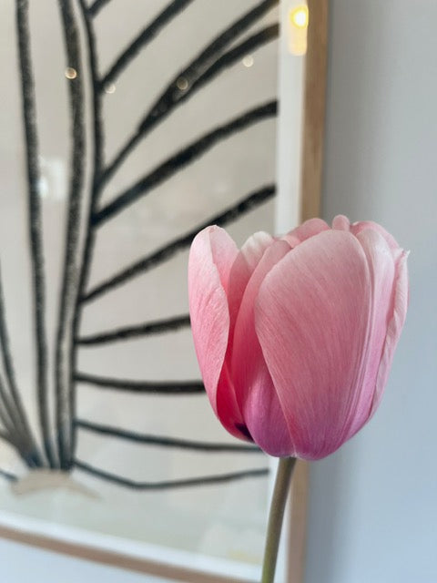 Valentine Tulips