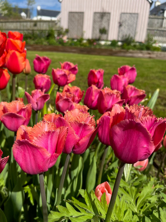 Louvre Tulip