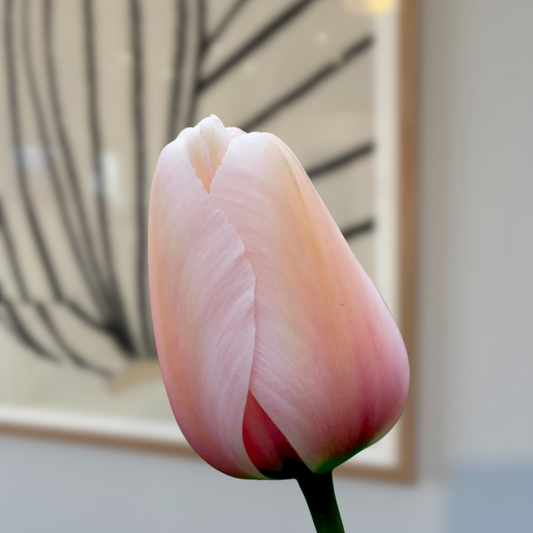 Salmon Impression Tulip