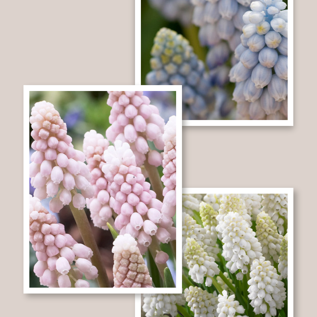 Ultimate Muscari